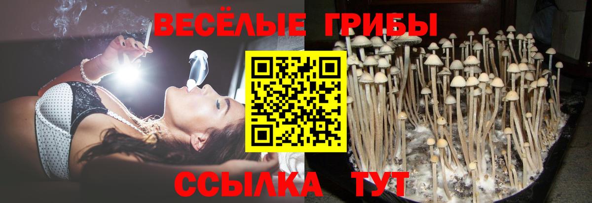 Камышлов  как найти   Галлюциногенные грибы Psilocybine cubensis  Вход с VPN  Псилоцибиновые грибы Psilocybine cubensis 
